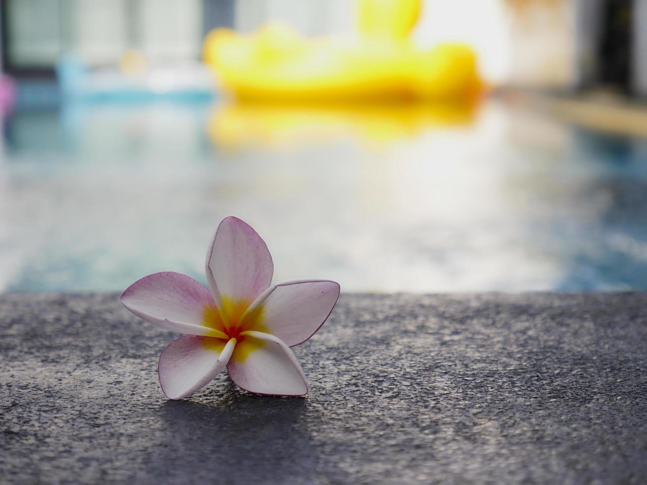 flores de plumeria en el borde de la piscina foto