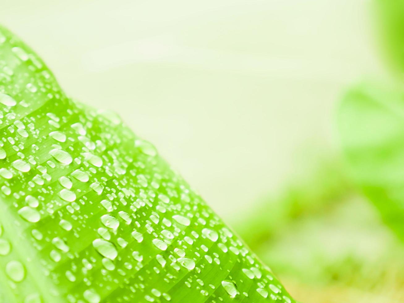 Dew on banana green leaf photo
