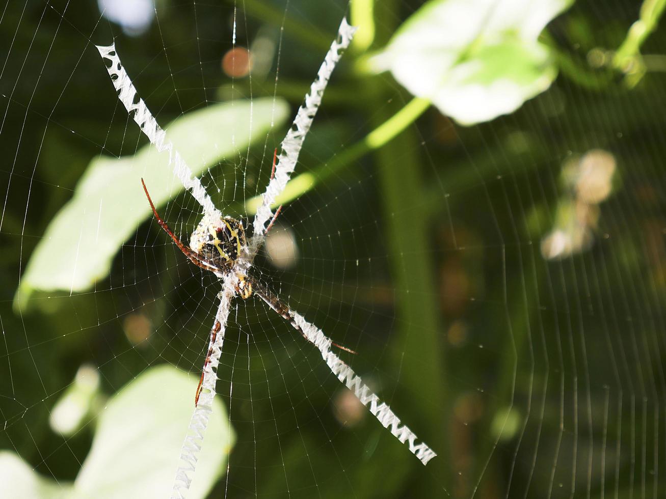 primer plano, la, araña avispa, en, un, telaraña foto