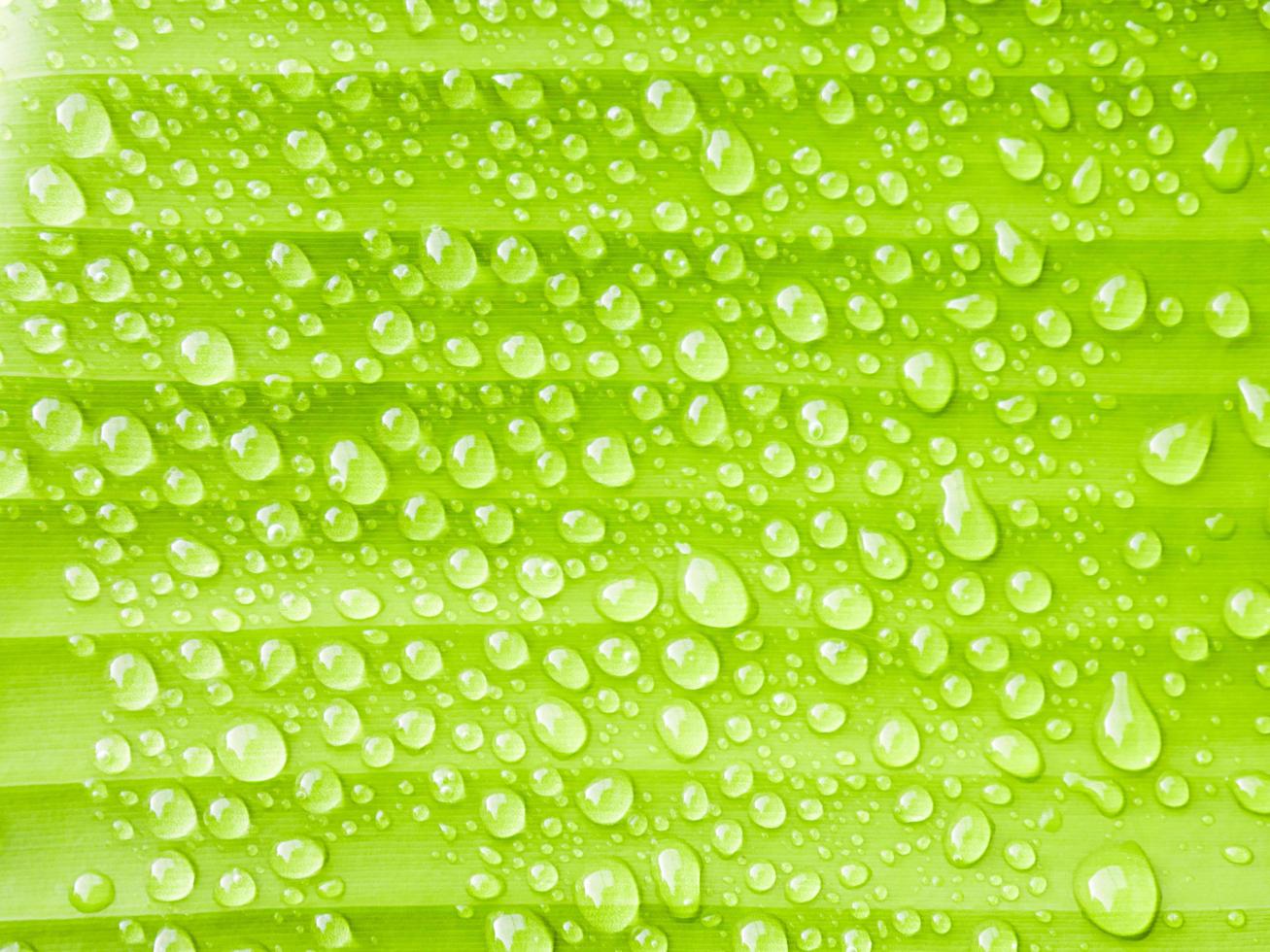 Close-up water drops on banana green leaf photo