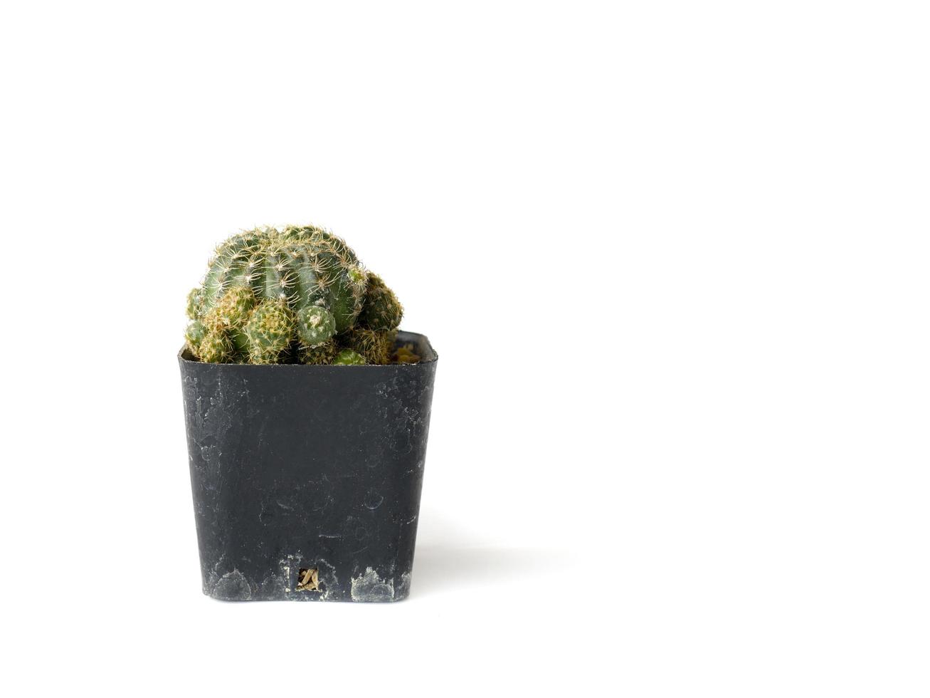 Cactus in pot isolated on white background photo