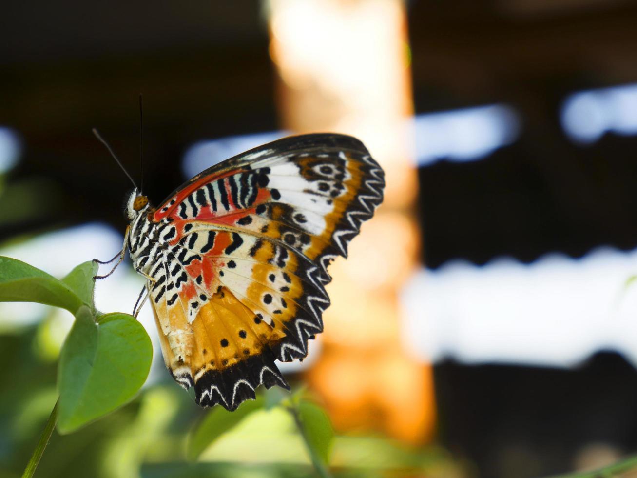 Close up leopard lacewing butterfly on green leaf photo