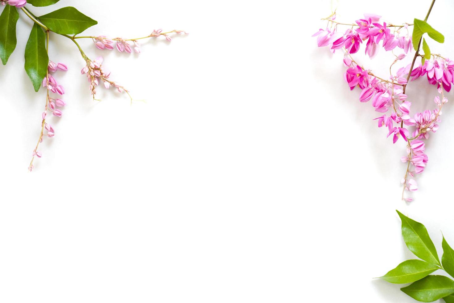 Frame of pink flowers with green leaves isolated on white background photo