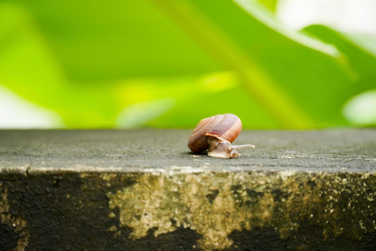 Creeping grape snail photo
