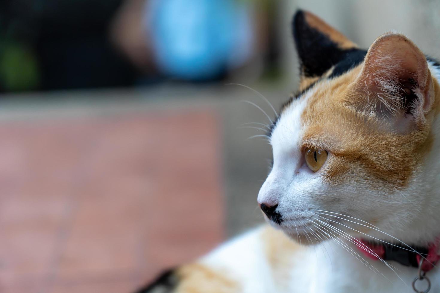 Close up portrait orange cat photo