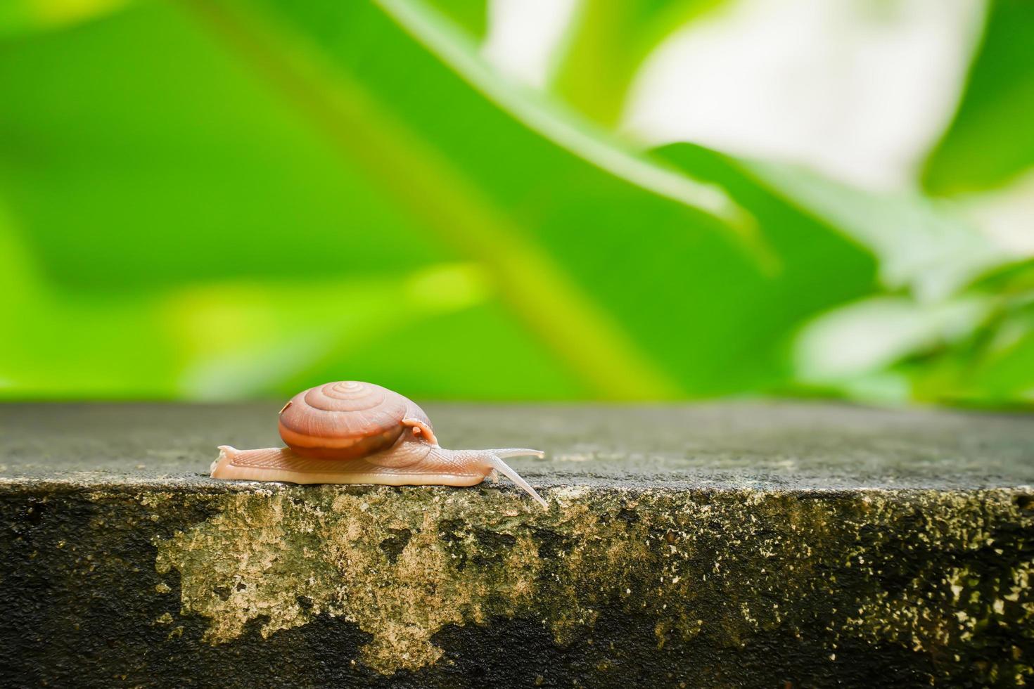 Close up of a creeping grape snail photo