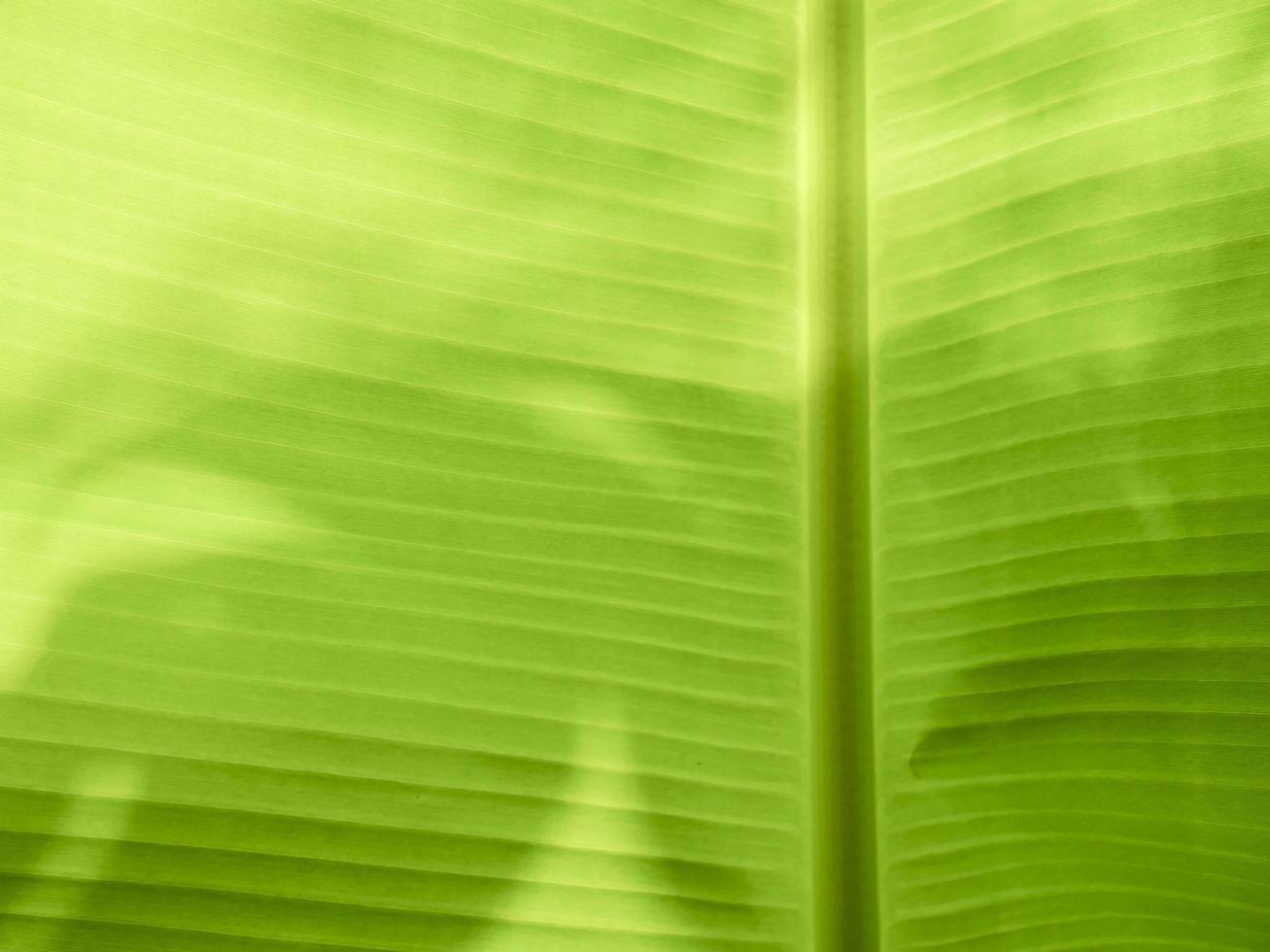 Close up of a banana leaf photo