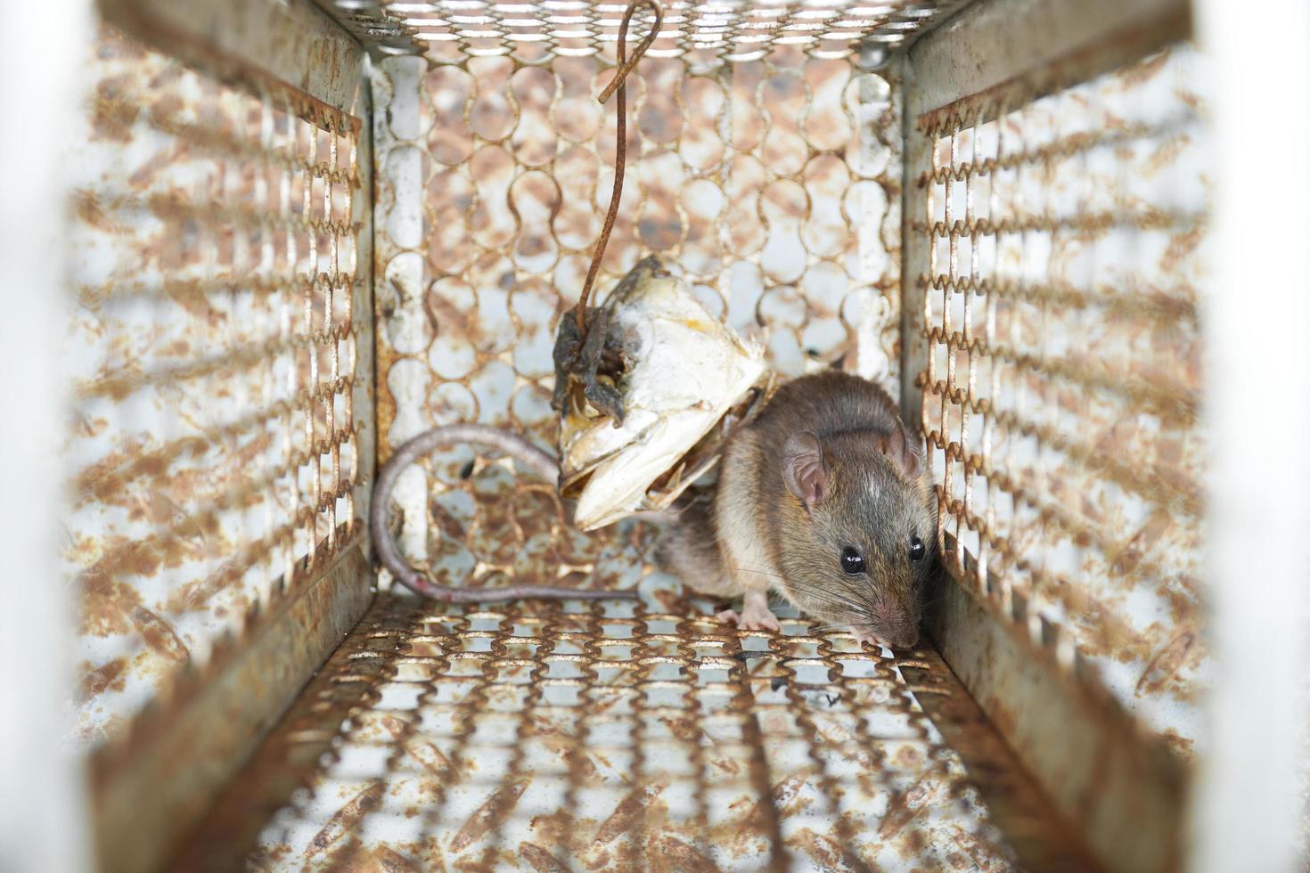 Rodent trapped in a mouse trap cage photo