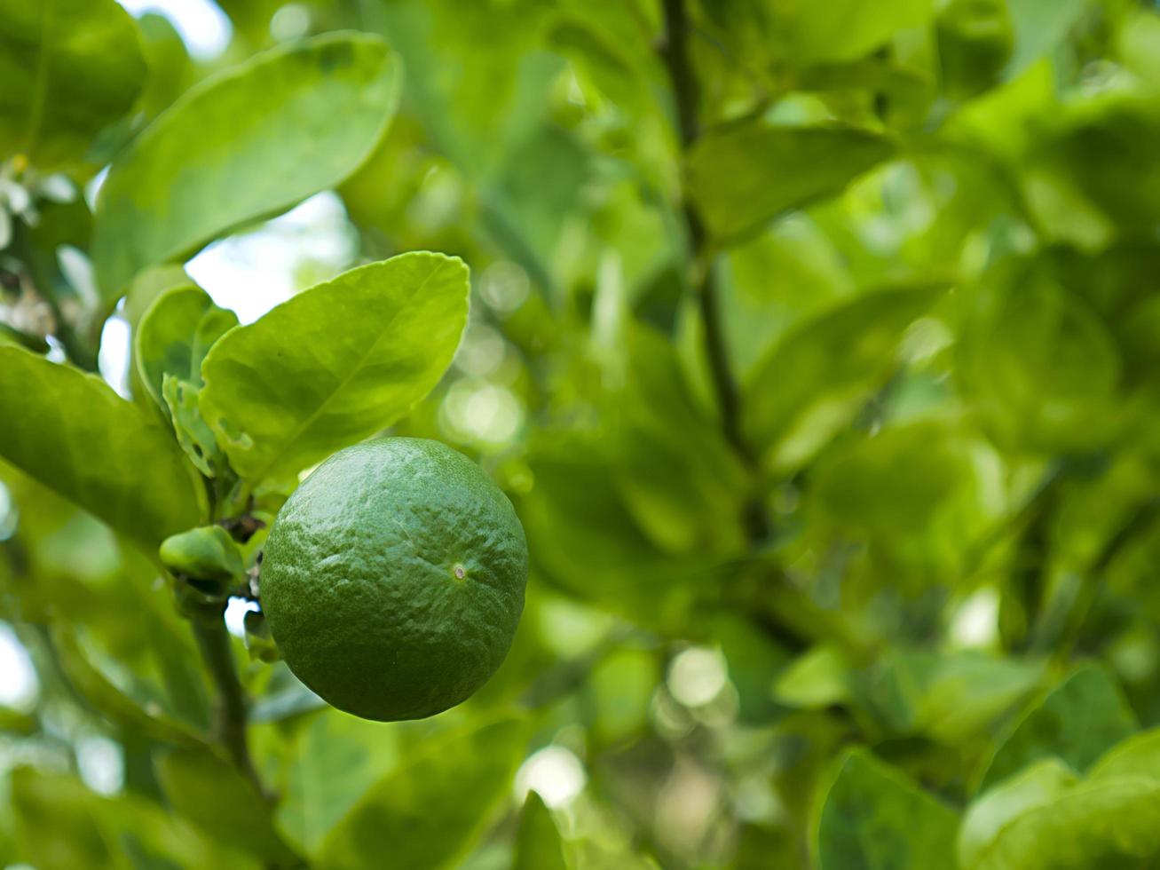 Lime on a tree photo