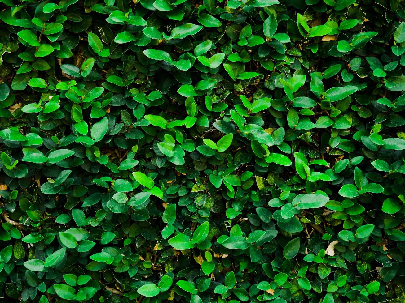 Dark green ivy growing on a wall photo