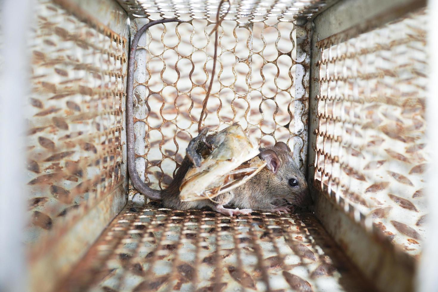 Rodent trapped in a mouse trap cage photo