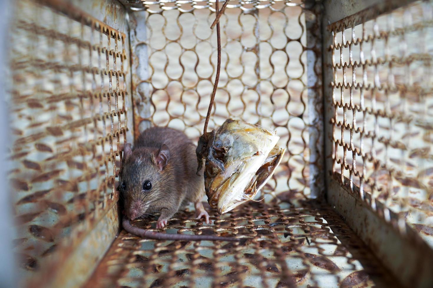 roedor atrapado en una jaula trampa para ratones foto