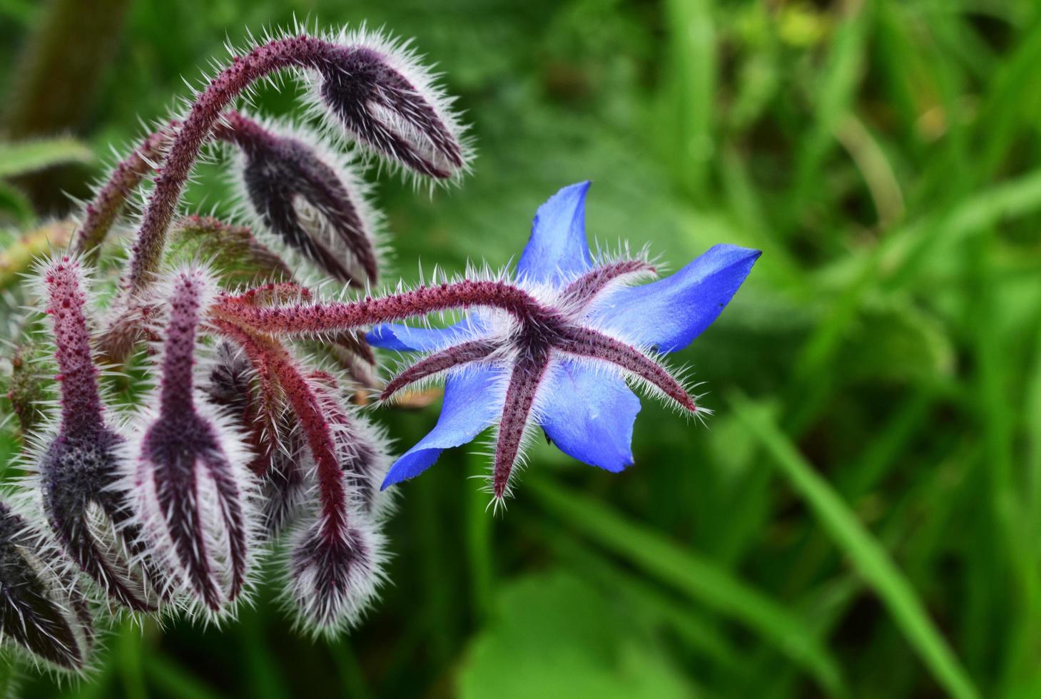 Blue petaled flower photo