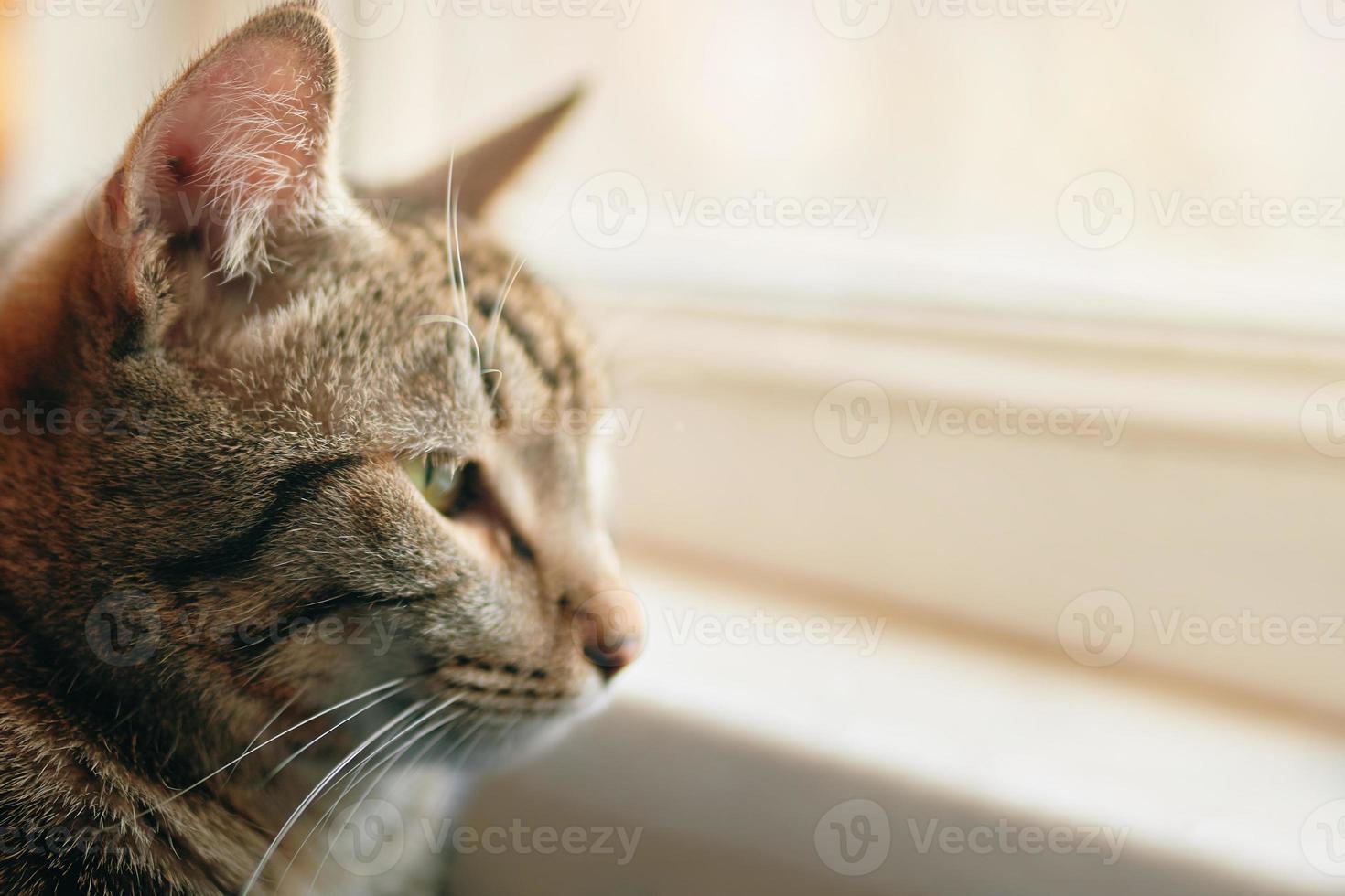 gato atigrado mira por la ventana foto