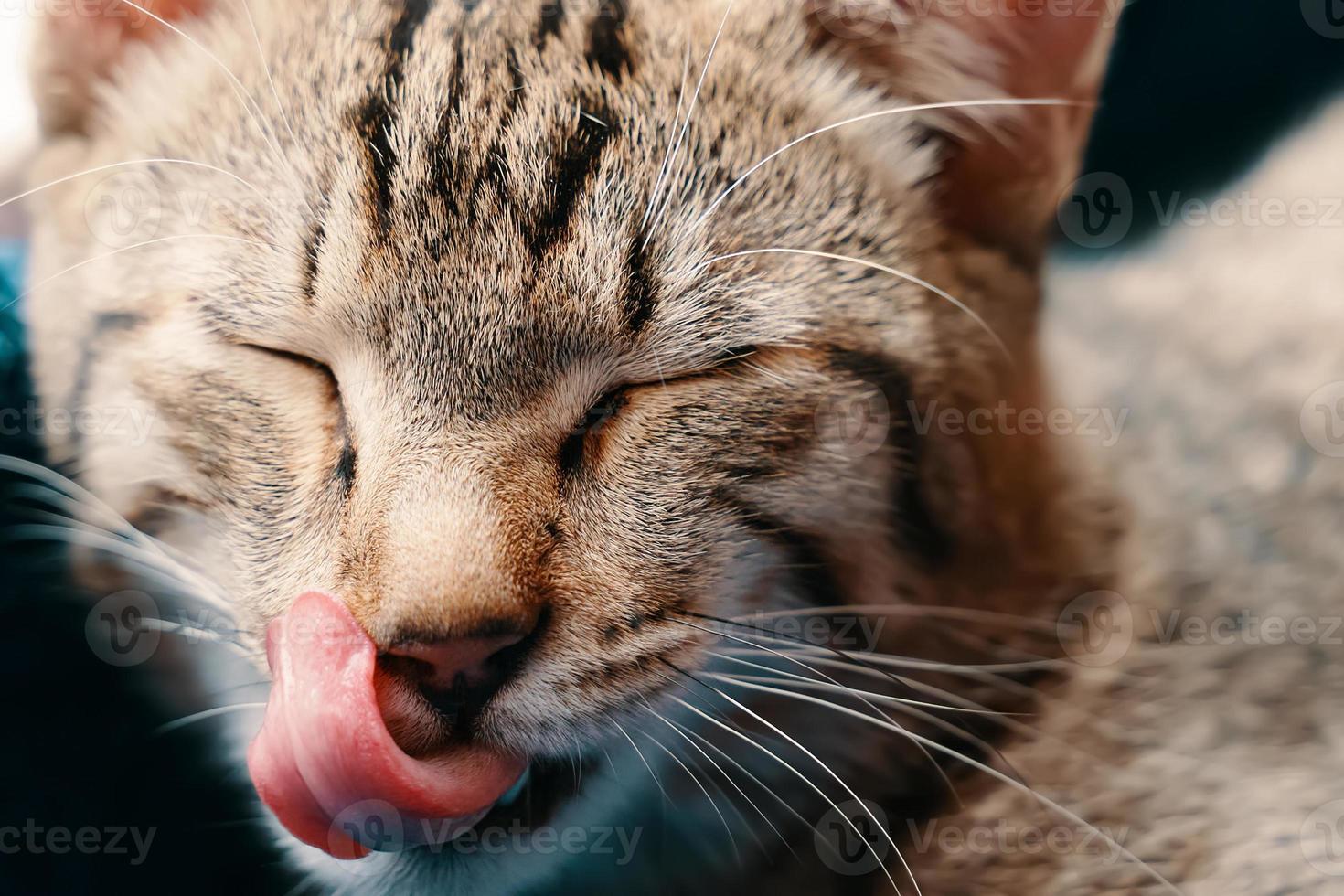 Lazy cat yawning photo