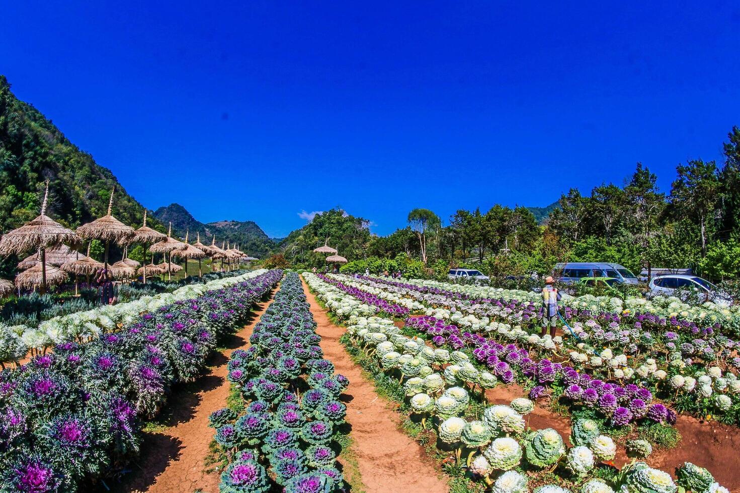 Chiang Mai, Tailandia, 2021 - Jardín de flores cortadas foto