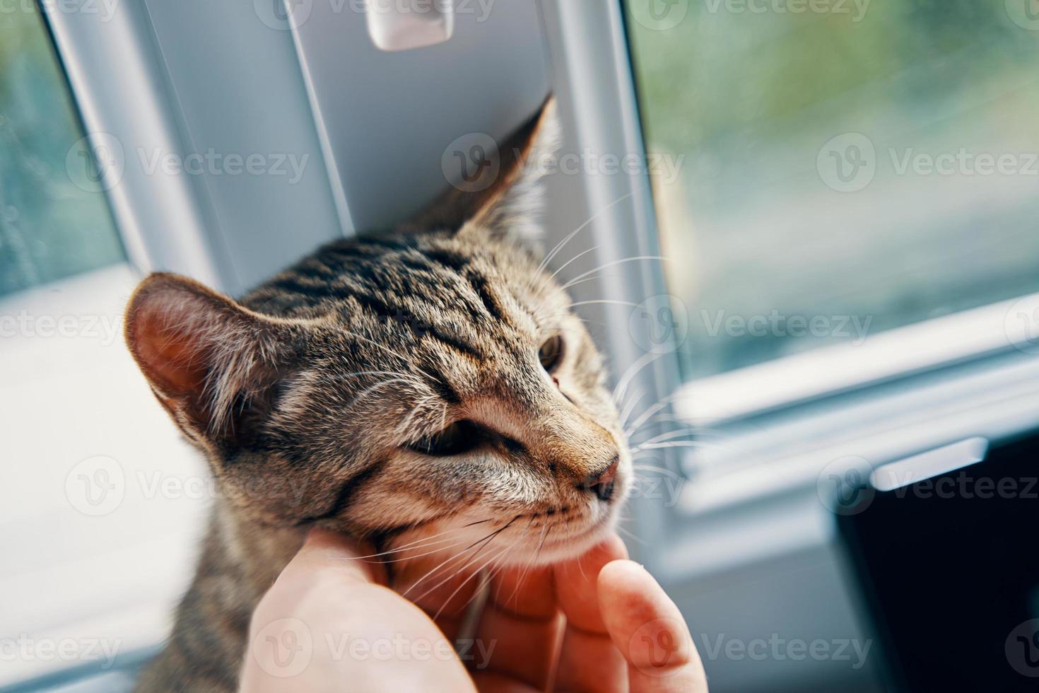 hombre acariciando un gato atigrado foto