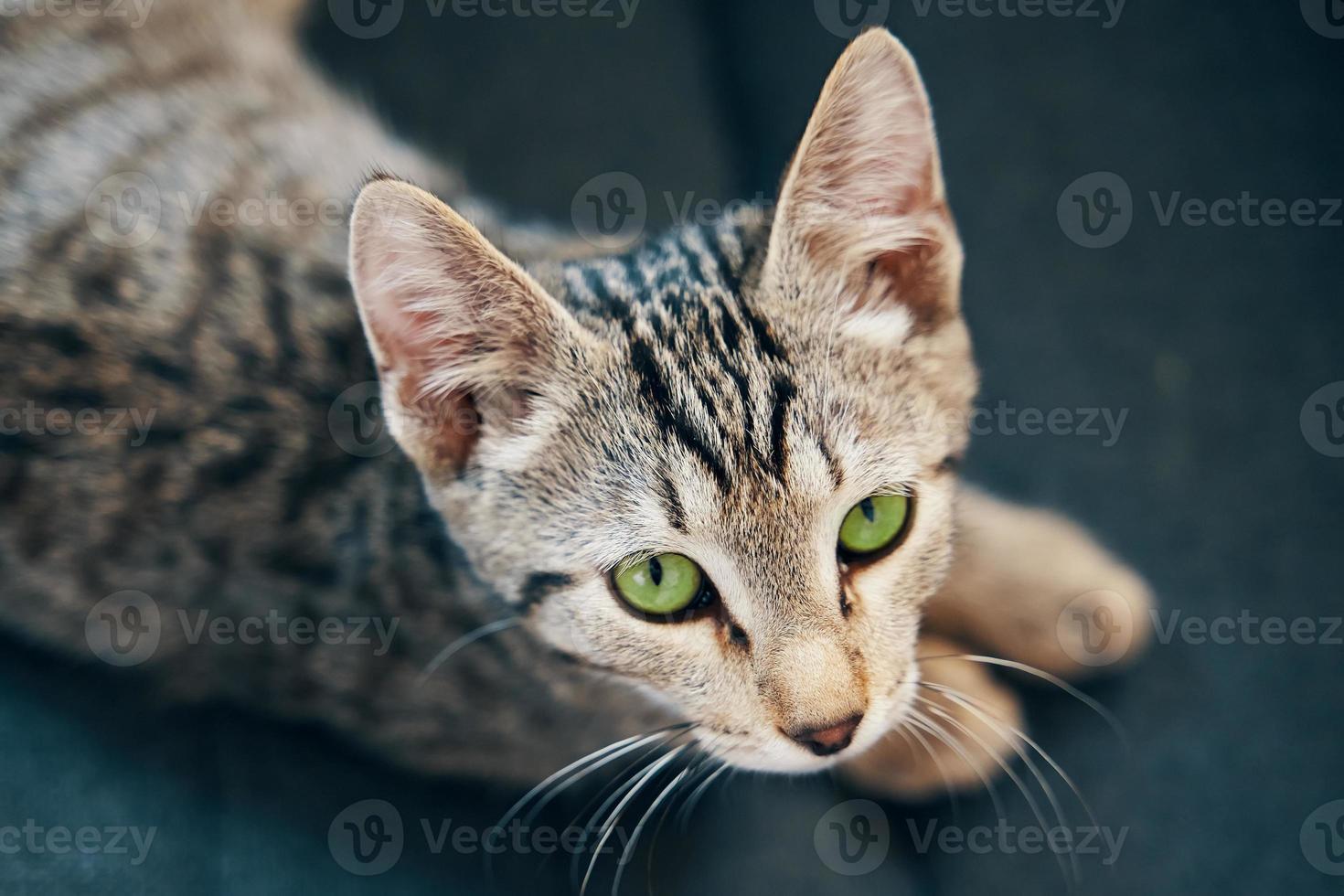 Top view of a striped kitten photo