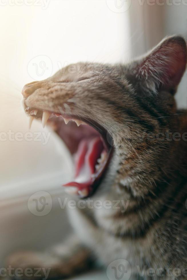 gatito atigrado bostezando foto