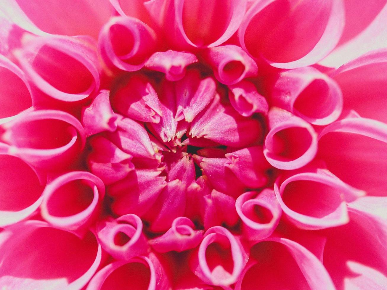 Pink dahlia flower photo