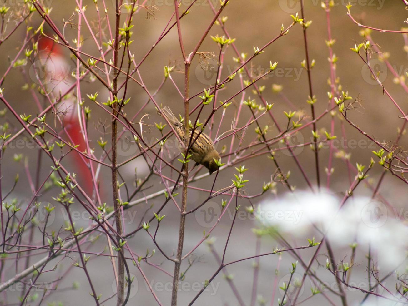 Tomtit on a branch photo