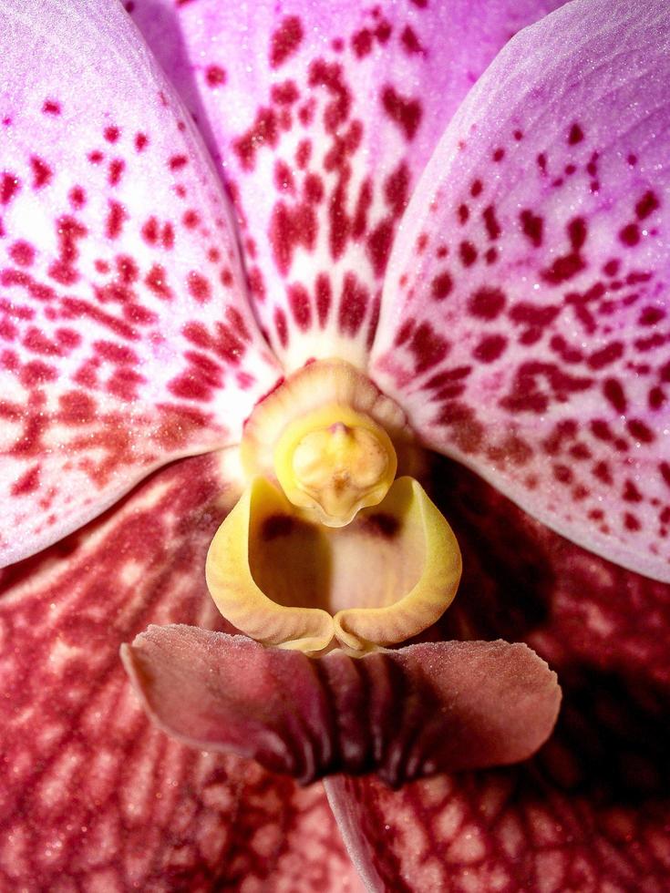 Close-up of a pink and red orchid photo