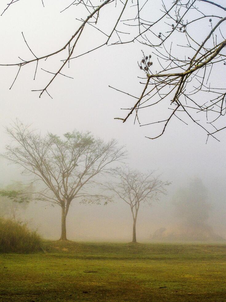 Foggy tree landscape photo