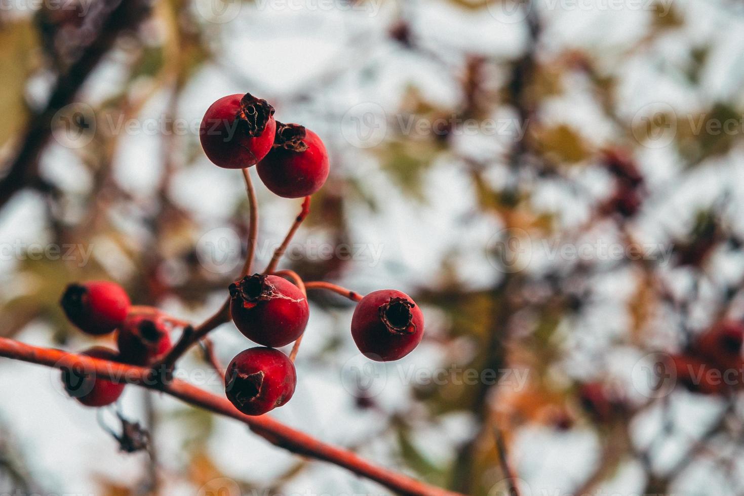 Red dog rose on bare branch photo