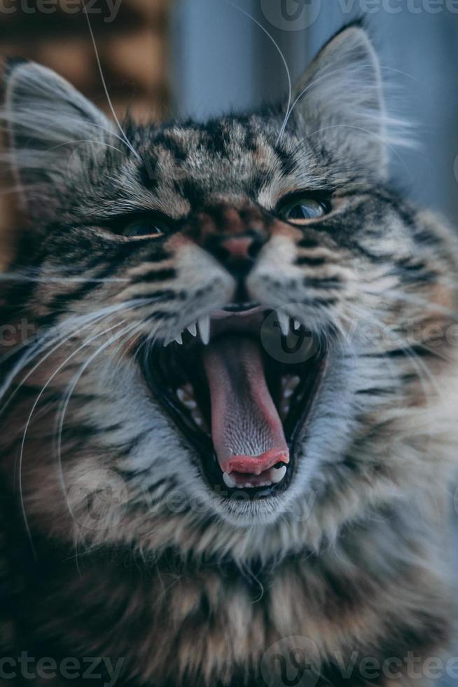 Tabby cat yawning photo