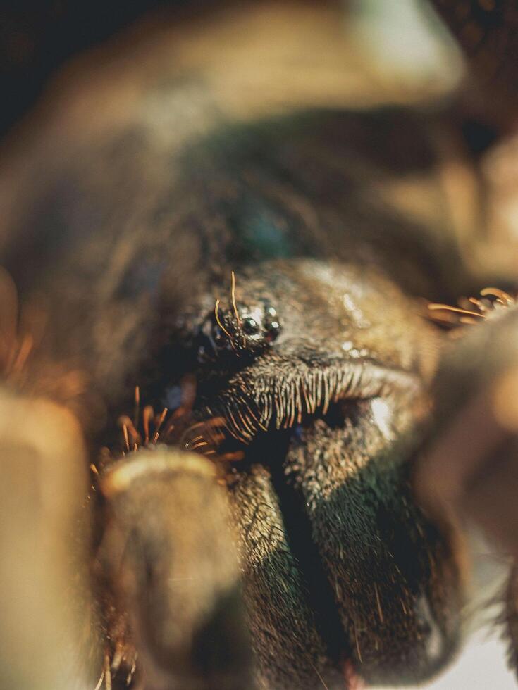 Close-up of a tarantula spider photo