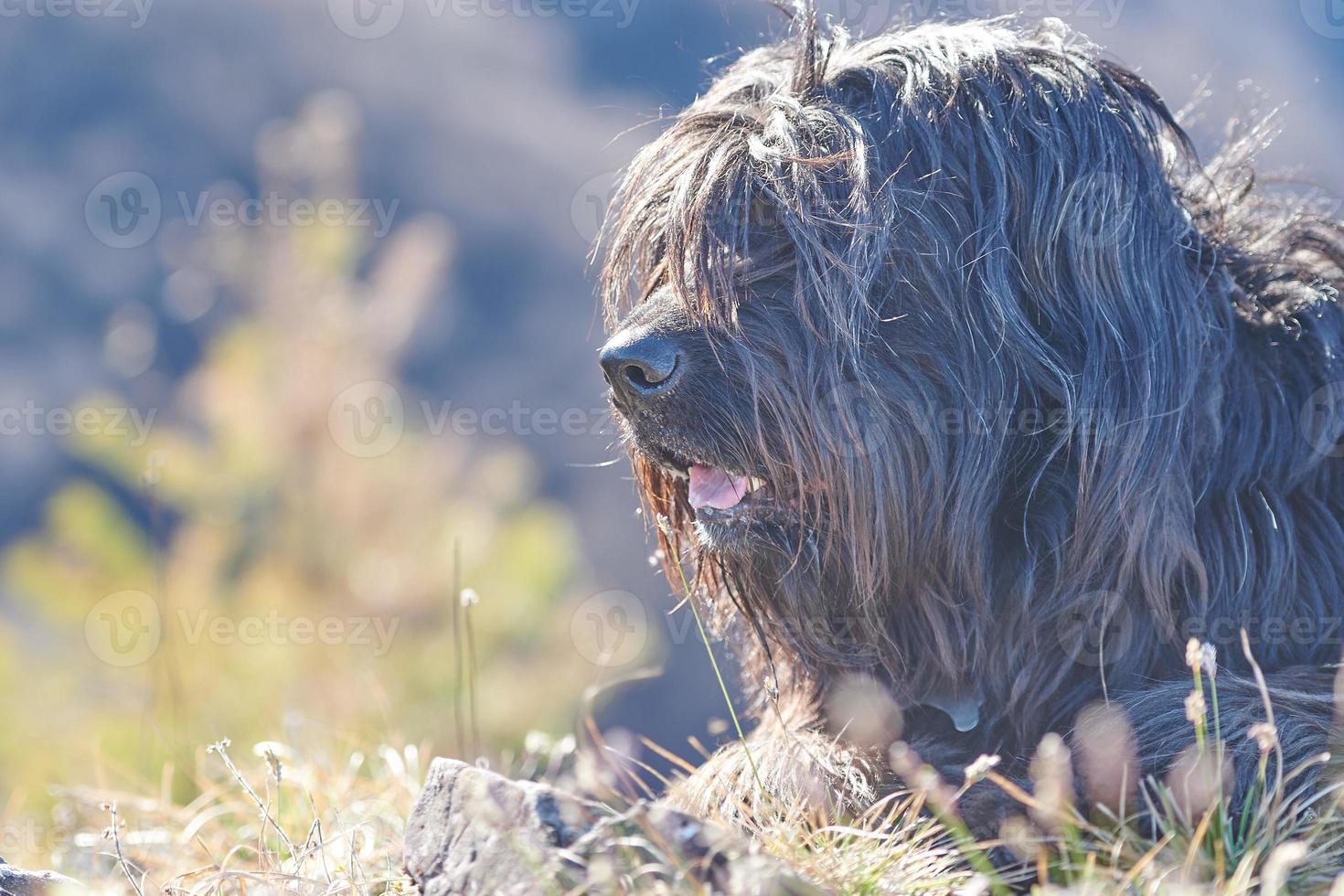 Perro pastor bergamasco con pelo en los ojos foto