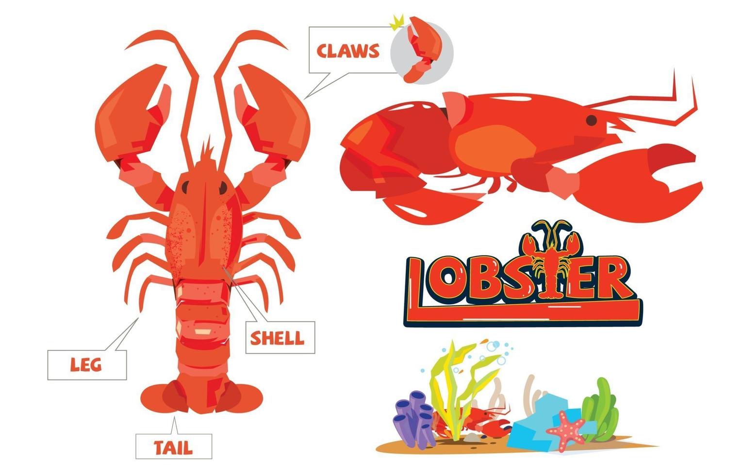Set of red lobster illustration vector