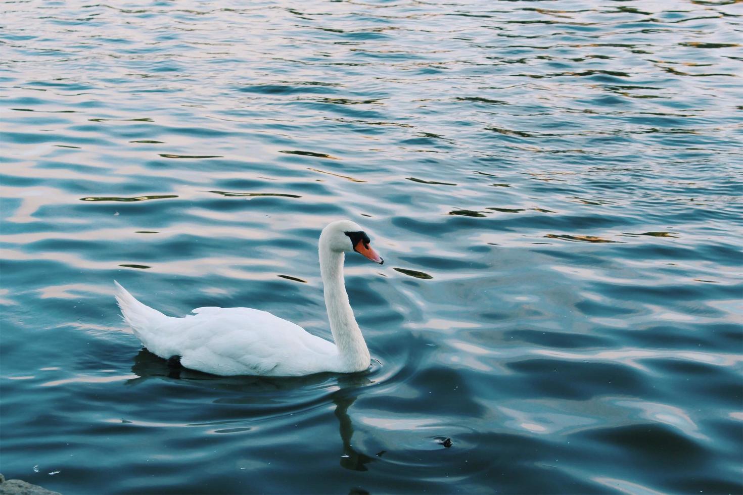 cisne en un estanque foto