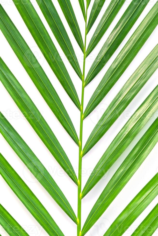 Palm leaf isolated on white background photo