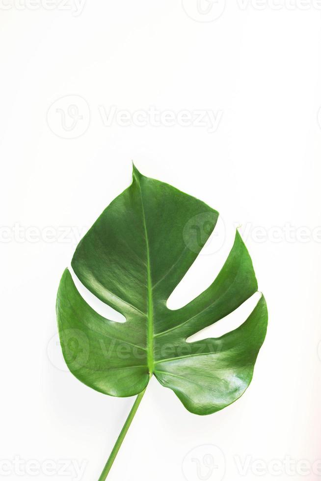 Monstera leave on white background photo