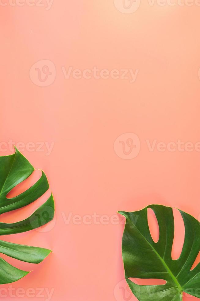 Monstera leaves on pink background photo