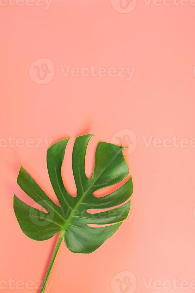 Monstera leaf on pink background photo