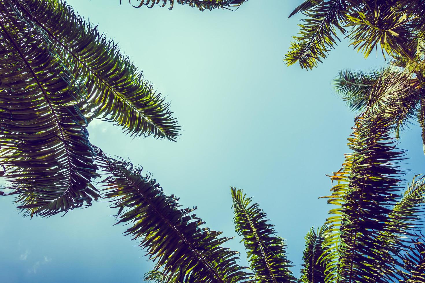 Coconut palm trees photo