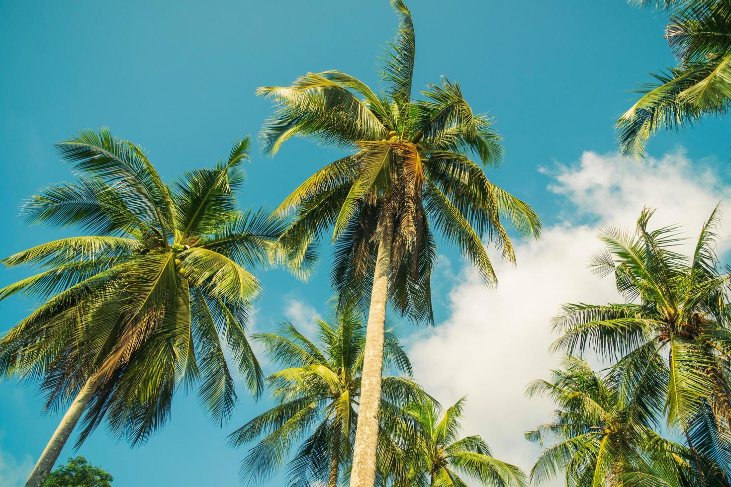 Coconut palm trees photo