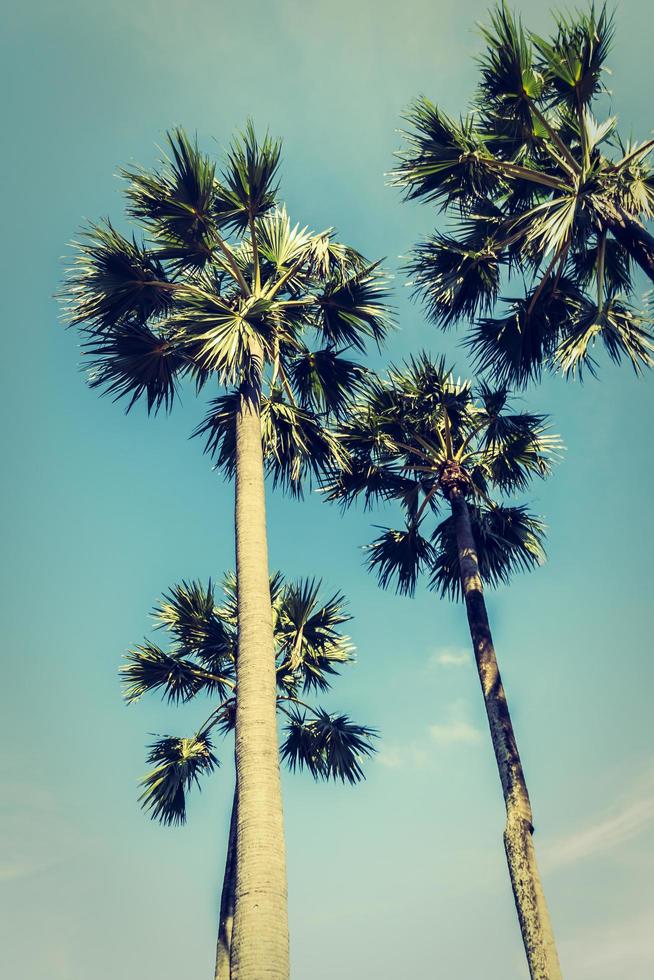 Palm trees on blue sky background photo