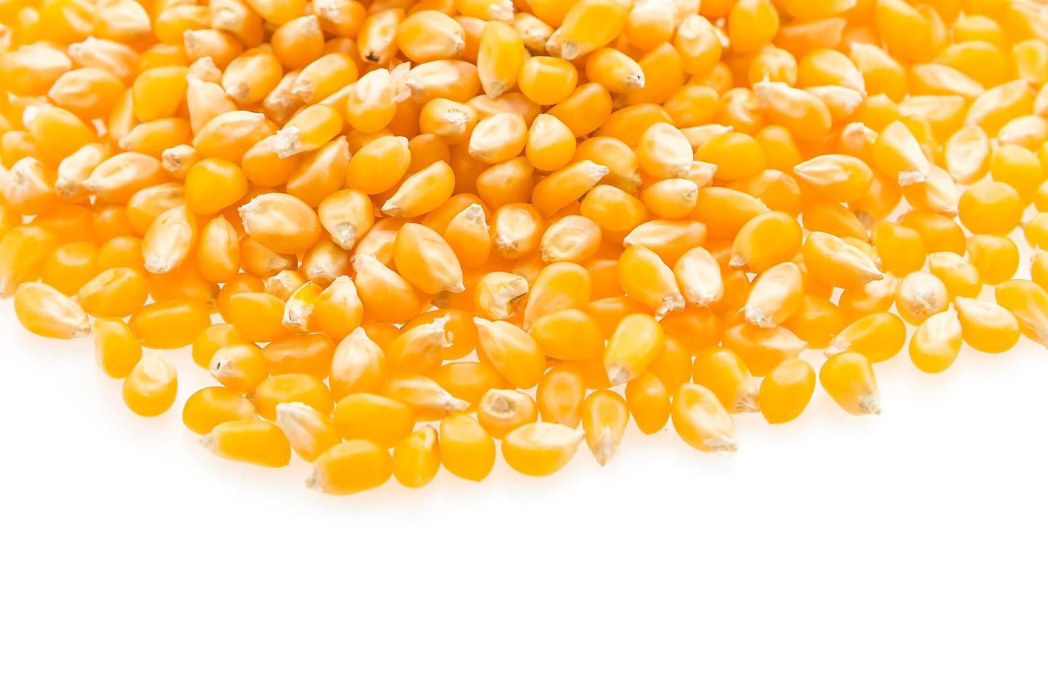 Corn cob seed photo