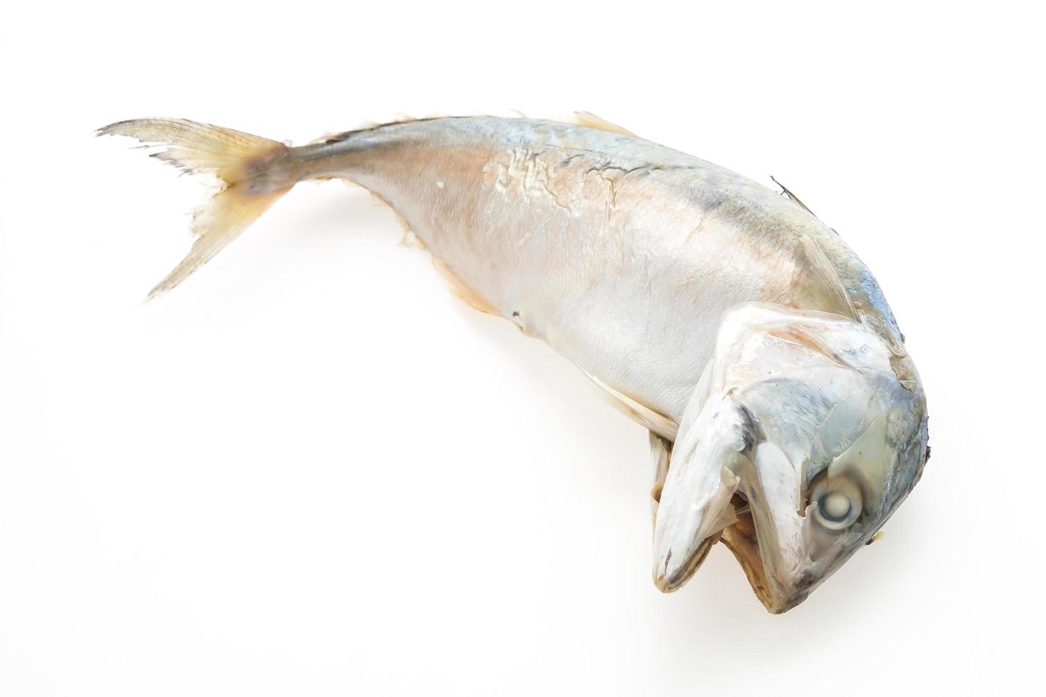 Mackerel fish isolated photo