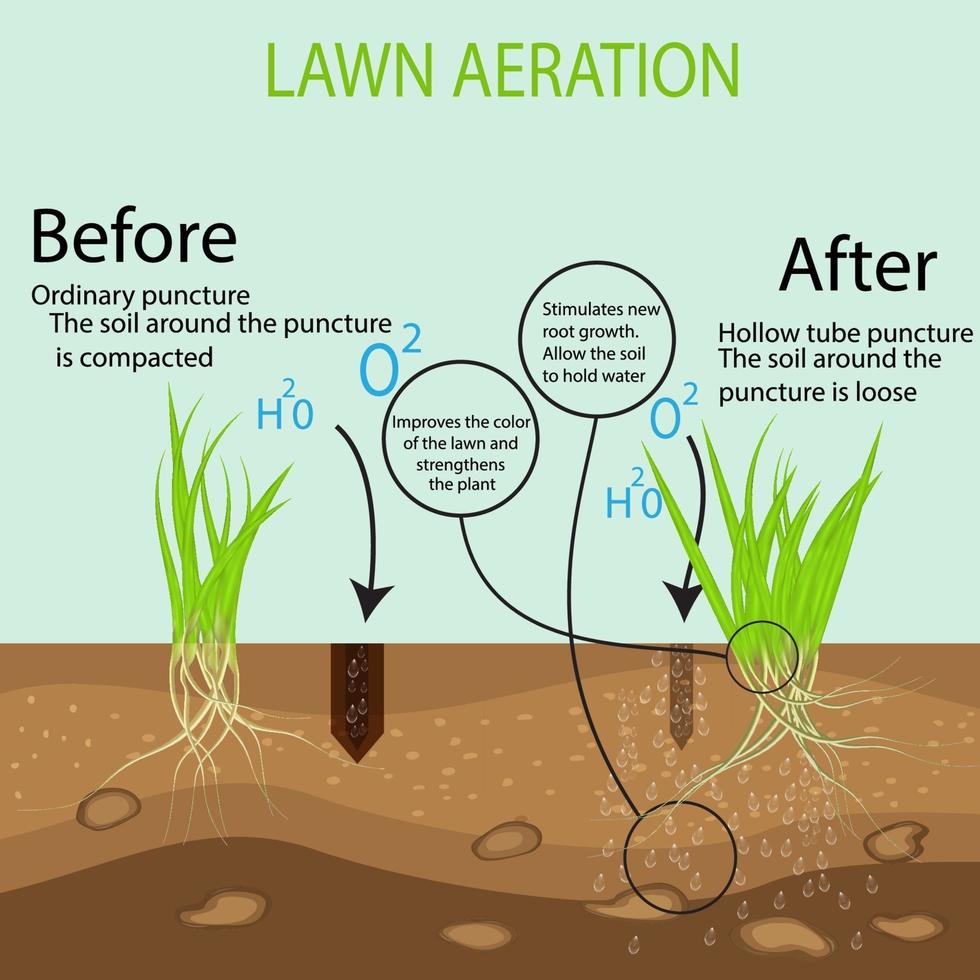 Gardening of lawns, landscape design services. Green lawn on the ground in the context of the benefits of aeration of a hollow tube tool compared to the conventional method. vector