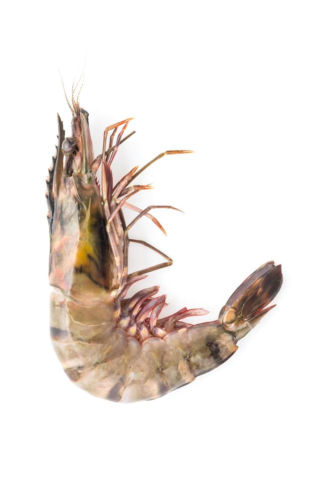 Tiger prawn shrimp photo