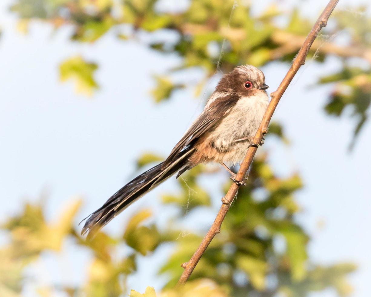 Long tailed tit in sunlight perched on a branch at golden hour photo