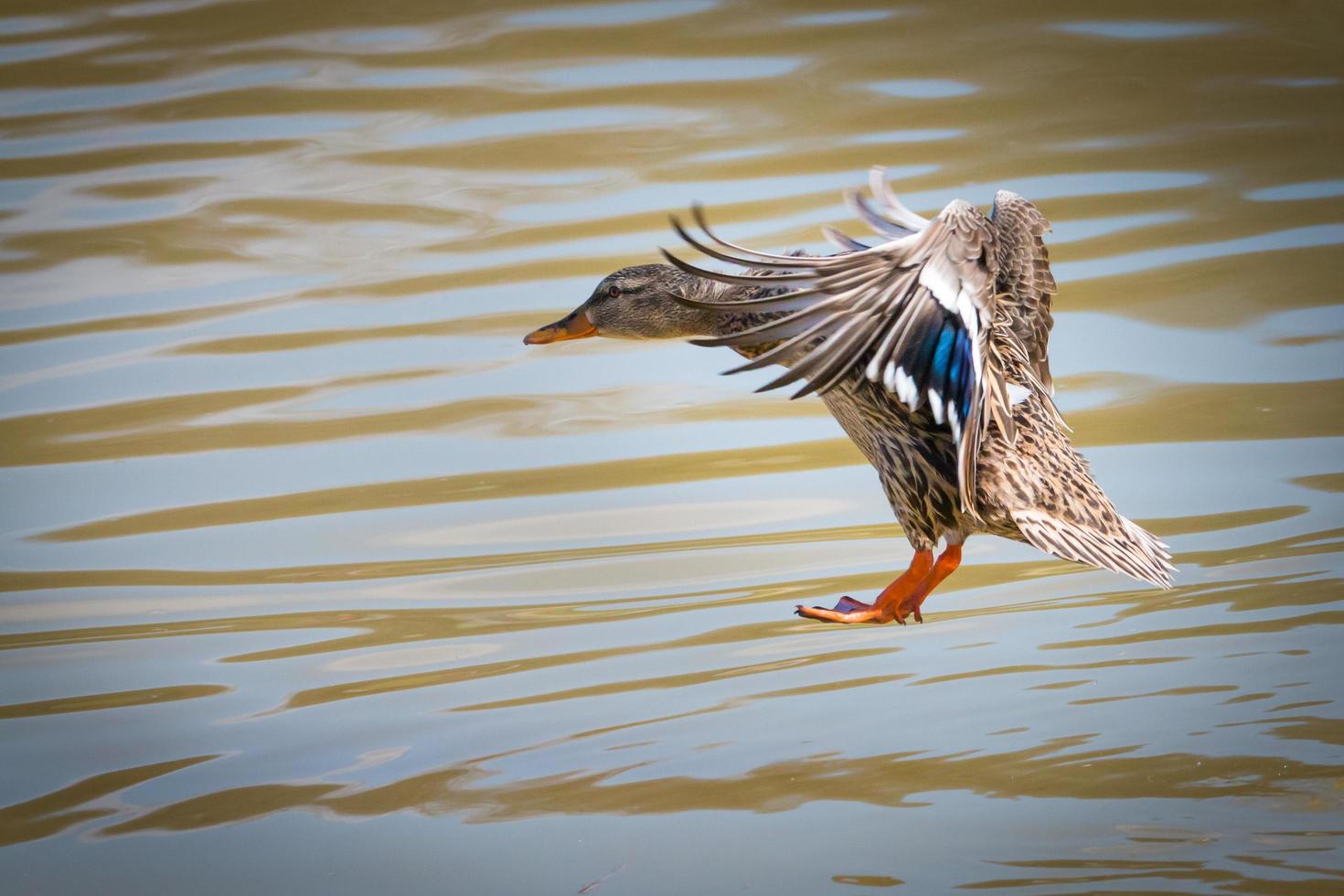 ánade real hembra aterrizando en el agua foto