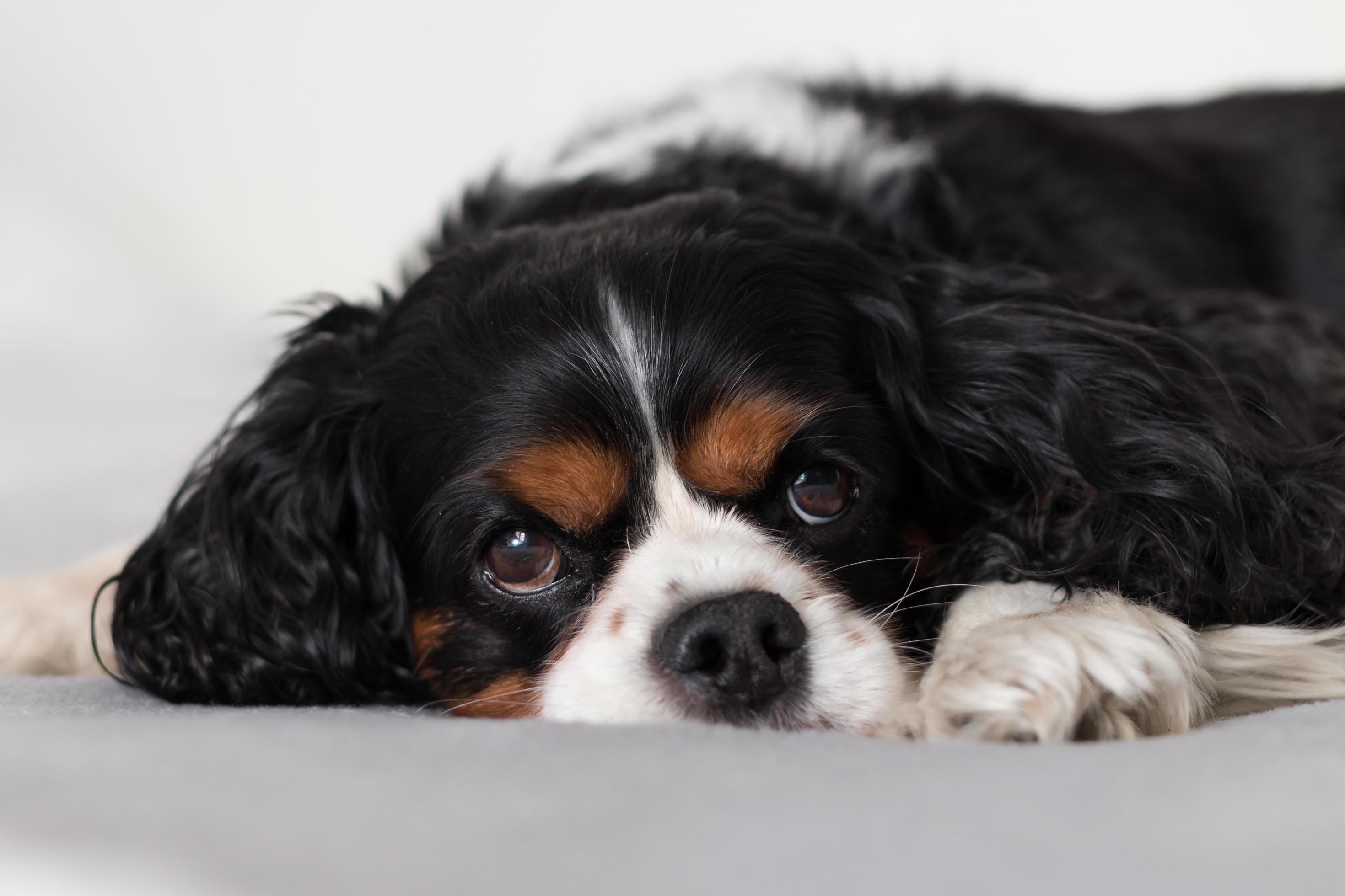 Cavalier King Charles Spaniel on a blanket 2196691 Stock Photo at Vecteezy