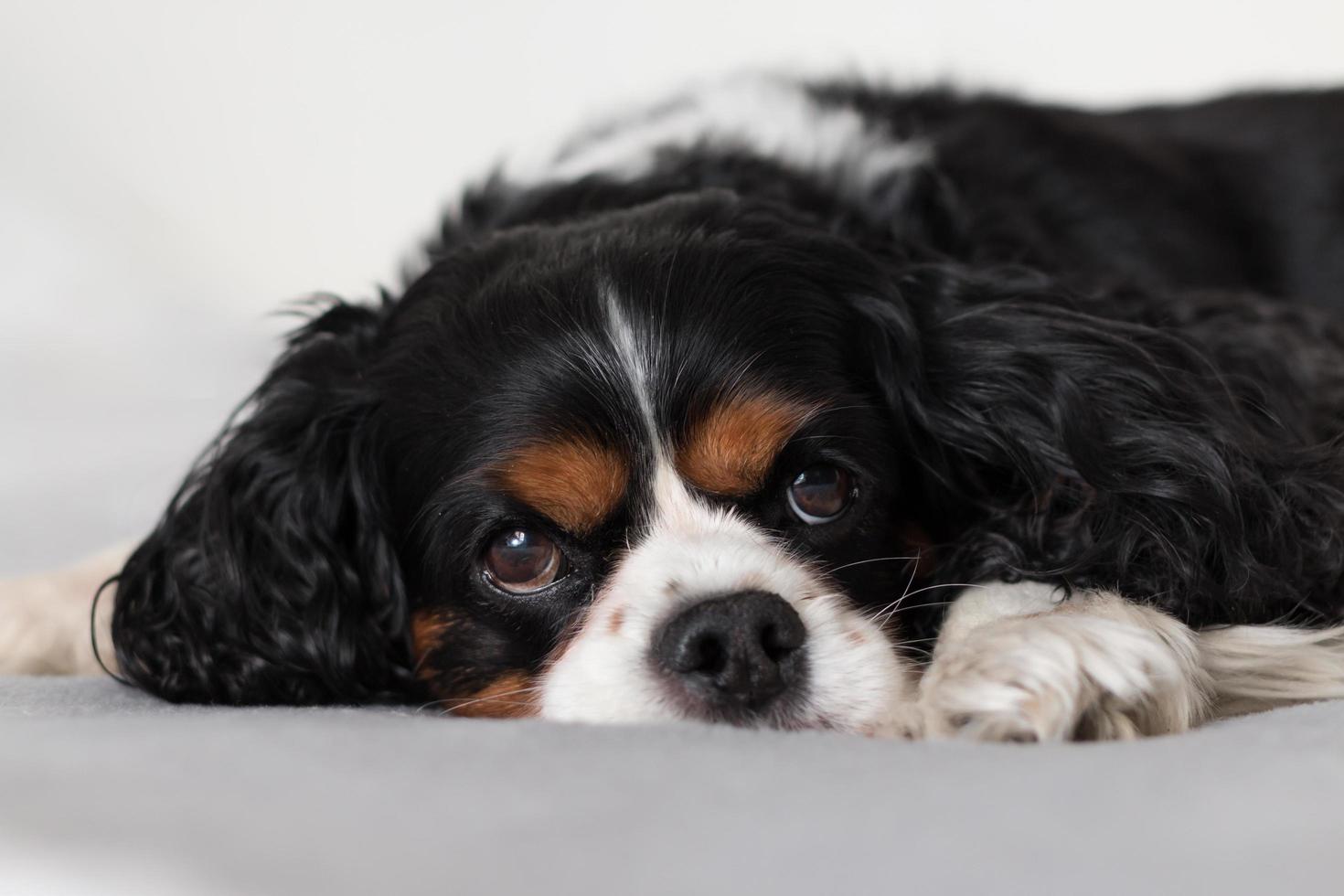 Cavalier King Charles Spaniel sobre una manta foto