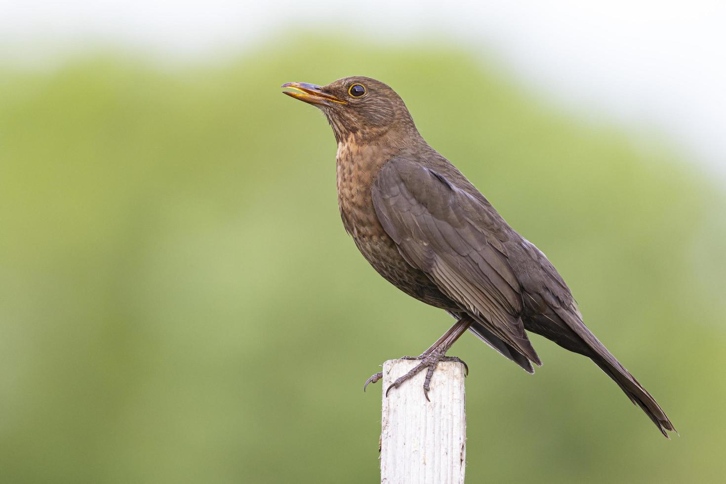 Brown female blackbird with open beak singing perched on a wooden pole photo