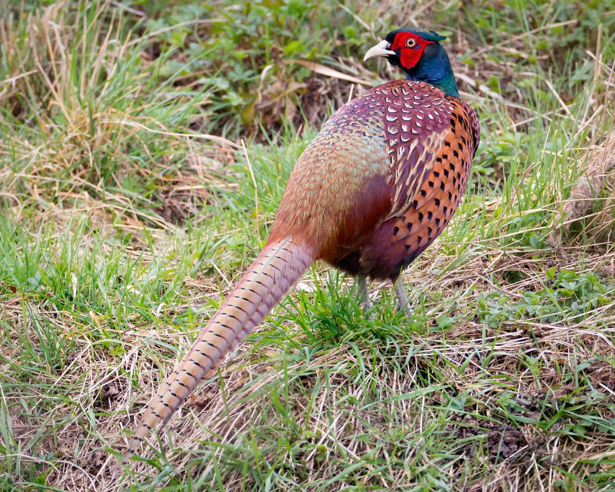 Pheasant standing in grass photo